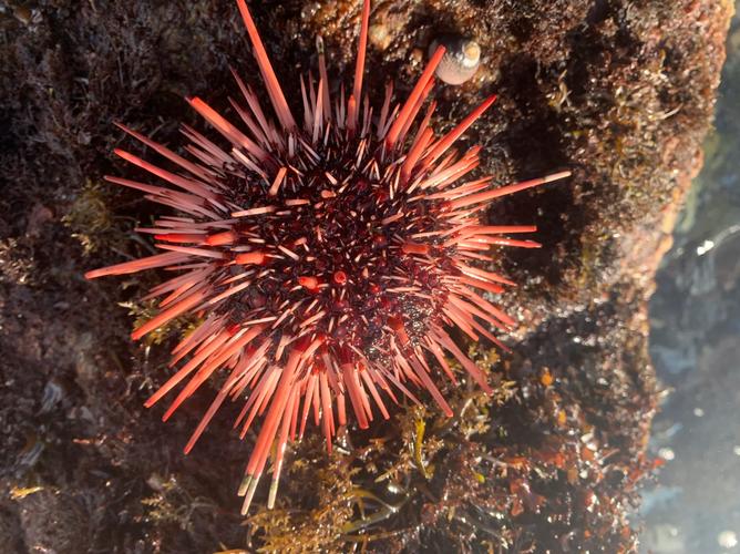 best uni sea urchin,Best Uni Sea Urchin: A Comprehensive Guide